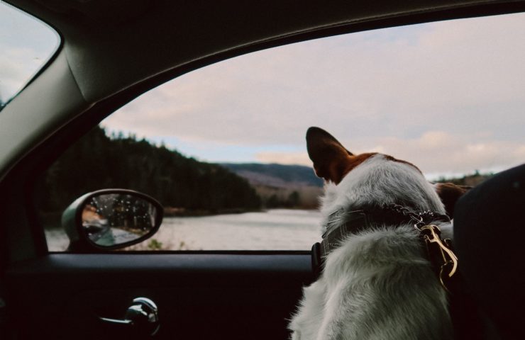 pets n cars