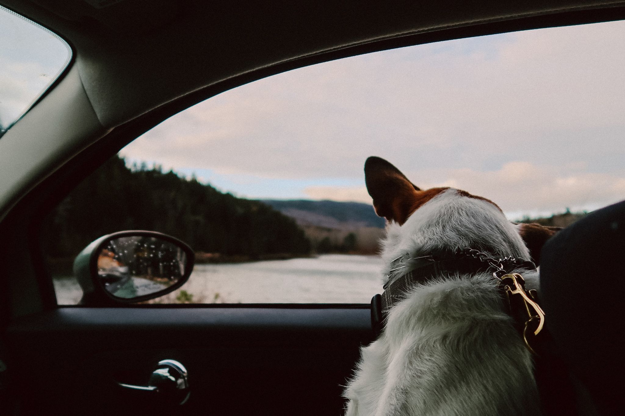 pets n cars